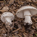 Amanita sponsus - Photo (c) Michelle C. Torres-Grant, all rights reserved, uploaded by Michelle C. Torres-Grant