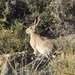 Cyprus Hare - Photo (c) Virginia, all rights reserved, uploaded by Virginia