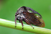 Horned Treehopper - Photo (c) Jérôme Picard, all rights reserved, uploaded by Jérôme Picard