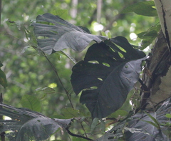 Monstera dubia image