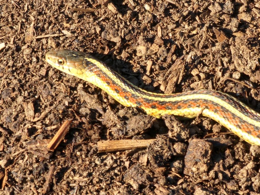 Redsided Garter Snake from Bozeman, MT, USA on July 16, 2023 at 0736