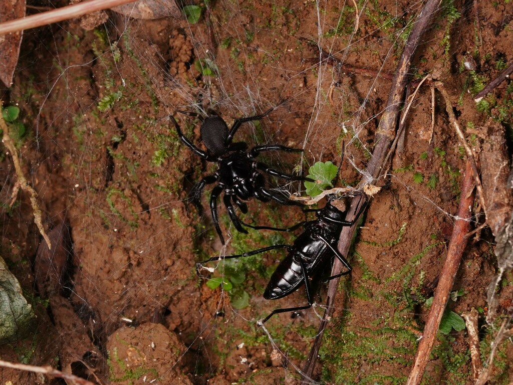 Northern Tunnel Spiders In July 2023 By INaturalist   Large 