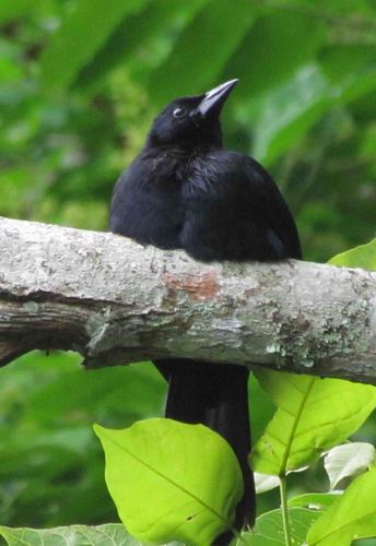 Melodious Blackbird