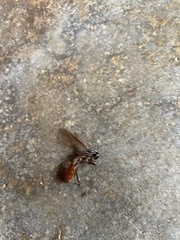 Apoica thoracica image