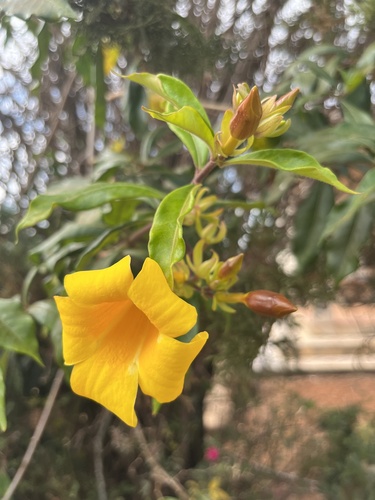 Bush Allamanda