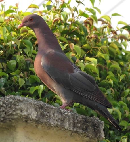 Red-billed Pigeon