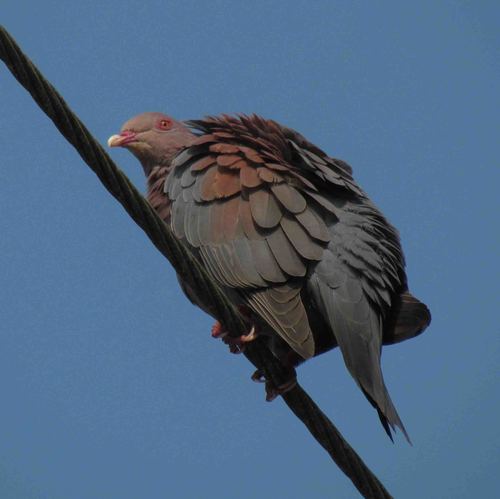 Red-billed Pigeon
