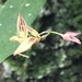 Specklinia marginata - Photo (c) dennis_medina, all rights reserved, uploaded by dennis_medina