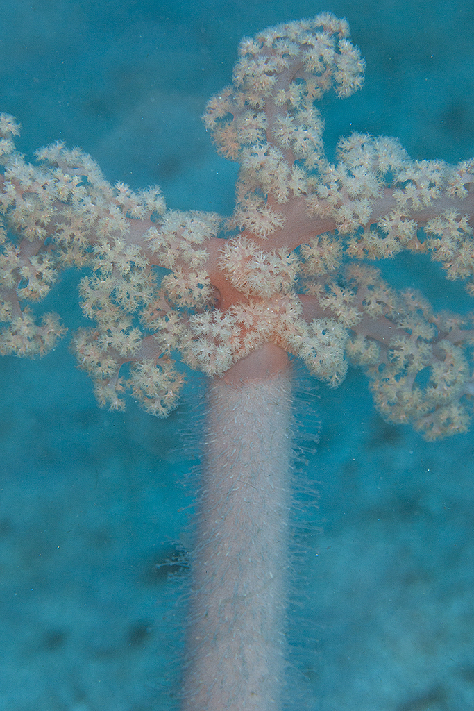 Sea Fan