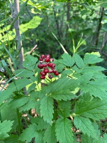 red baneberry
