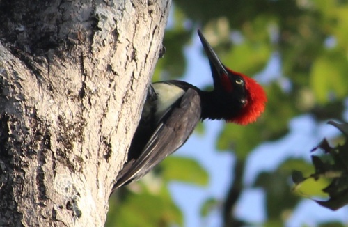 Subspecies Dryocopus javensis hodgsonii · iNaturalist