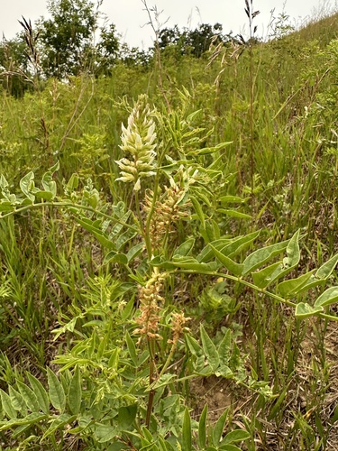 Wild Licorice