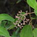 Miconia bullatifolia - Photo (c) Luis Peña, todos los derechos reservados, subido por Luis Peña