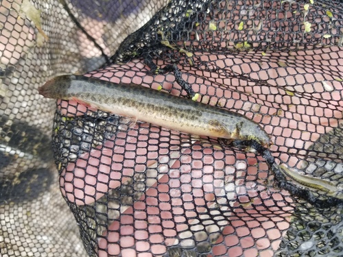 Oriental Weatherfish