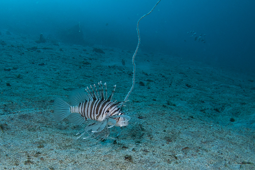 ミノカサゴ (Pterois lunulata) · iNaturalist