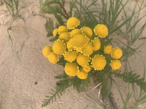 dune tansy