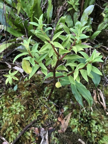 Peperomia Hesperomannii