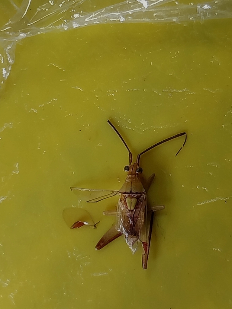 True Bugs, Hoppers, Aphids, and allies from Glugu, Dlanggu, Kec. Deket