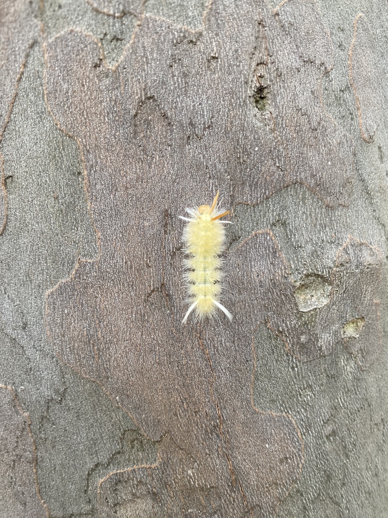 Sycamore Tussock Moth from Long Island, New York, NY, US on July 16 ...