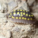 Gestro's Pill Woodlouse - Photo (c) Jaro Schacht, all rights reserved, uploaded by Jaro Schacht