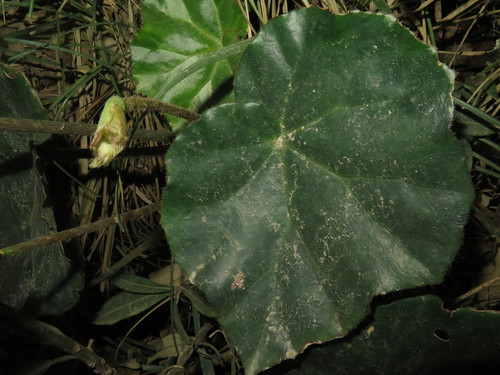 Begonia plebeja image