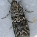 Evergreen Coneworm Moth - Photo (c) Curt Lehman, all rights reserved, uploaded by Curt Lehman