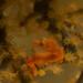 Observation photo