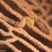 Observation photo