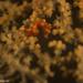 Observation photo