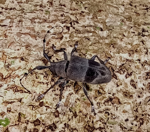 Parachalastinus nigrescens