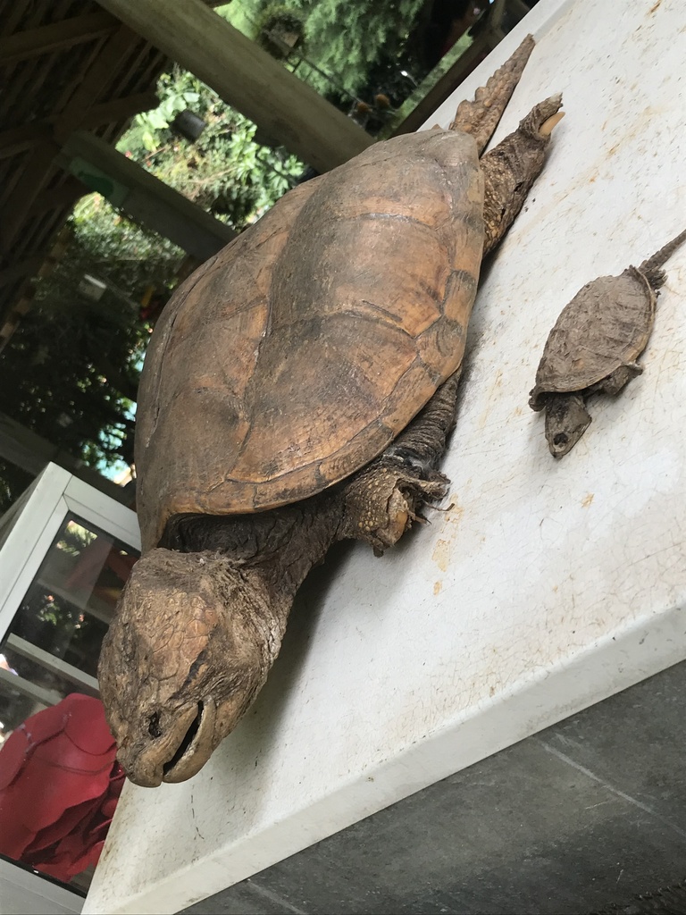 Central American Snapping Turtle In July 2023 By Diana Sof A Alvarado   Large 