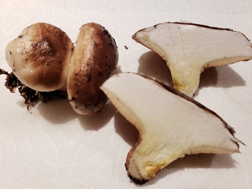 Champagne Bolete