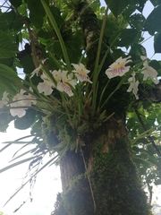Miltoniopsis phalaenopsis image