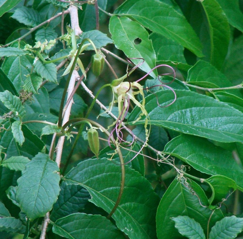 Cobaea gracilis image