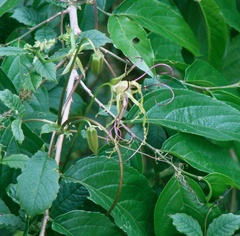 Image of Cobaea gracilis
