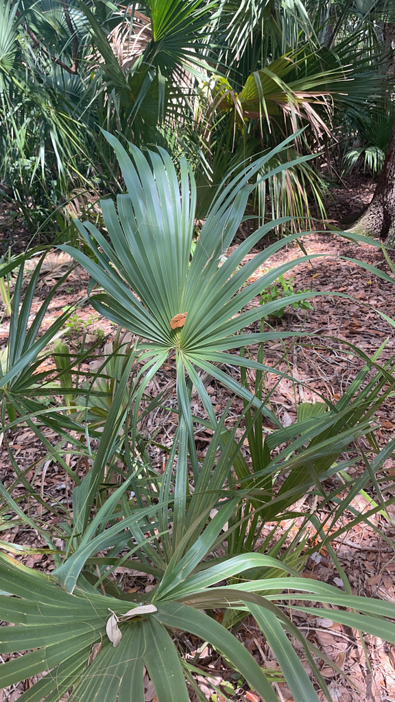 Cabbage Palmetto From Winter Springs On July 16, 2023 At 11:28 AM By ...