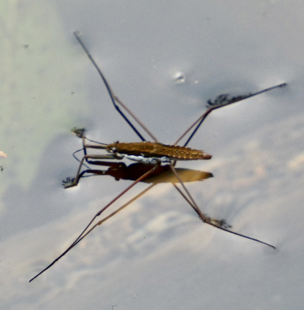 Common Water Strider from Okmulgee Dr, Cherokee Village, AR, US on July ...