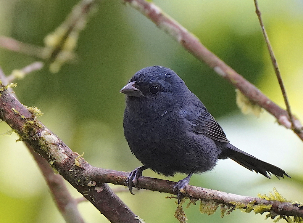 Ecuadorian Seedeater photo