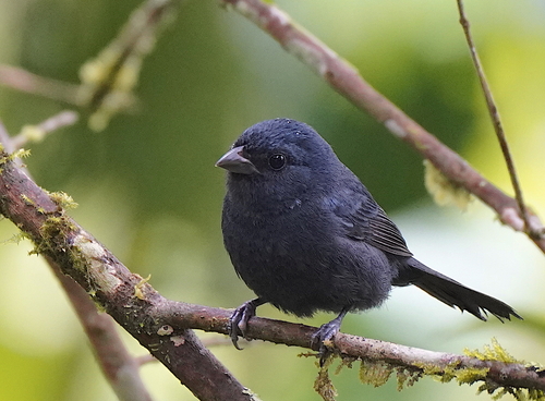 Ecuadorian Seedeater