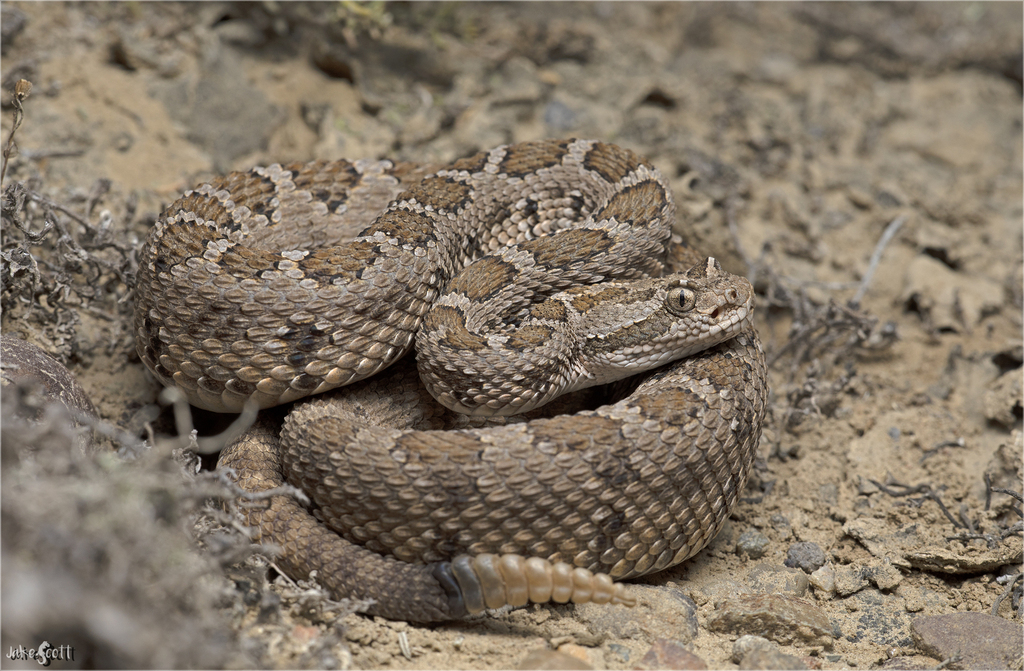 Rosario Rattlesnake in September 2021 by Jake Scott · iNaturalist