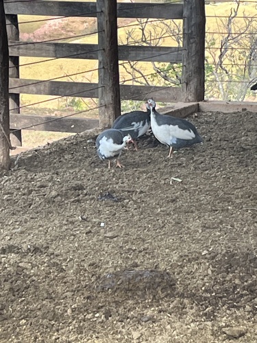 Domestic Guineafowl