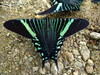 Urania Swallowtail Moth - Photo (c) Silvia Figueroa, all rights reserved, uploaded by Silvia Figueroa