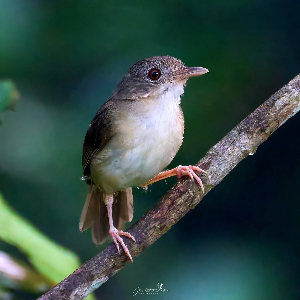 Sumatran Babbler in July 2023 by Mohit Nanwani · iNaturalist