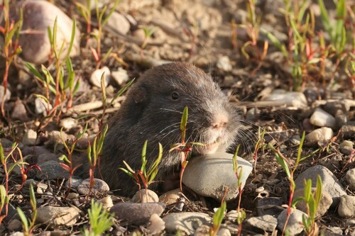Northern Pocket Gopher