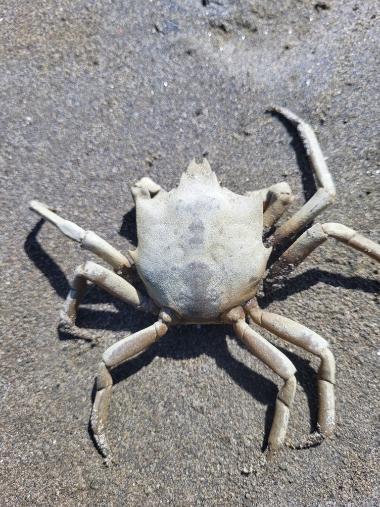 northern-kelp-crab-from-east-beach-road-on-july-16-2023-at-10-25-am-by