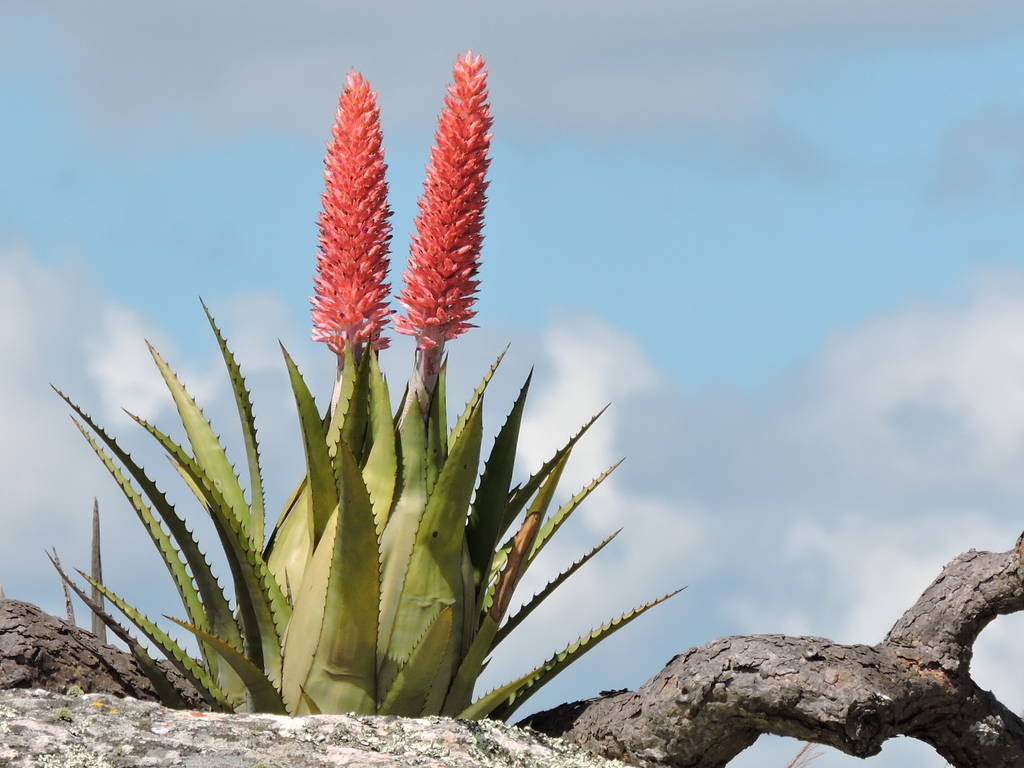 Aechmea phanerophlebia rubes