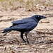 Torresian Crow - Photo (c) Lorix J. Bertling, all rights reserved, uploaded by Lorix J. Bertling