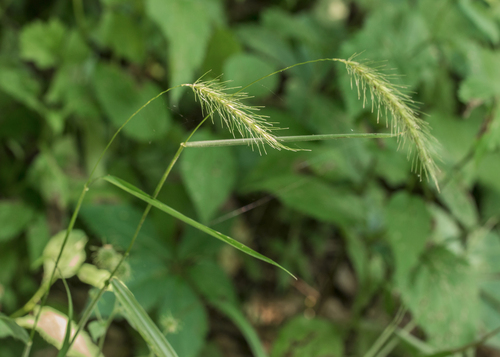 Elymus villosus Muhl. ex Willd.