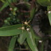 Prosthechea pygmaea - Photo (c) Tigridiopalma, todos los derechos reservados
