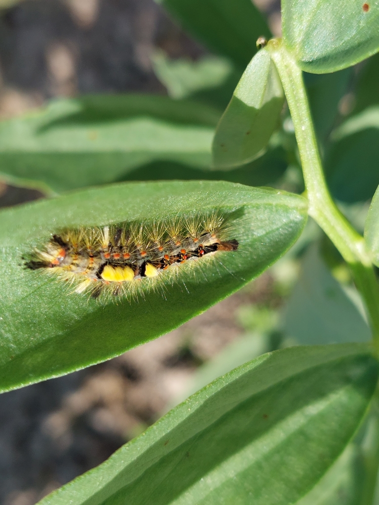 Rusty Tussock Moth from 71660, Suomi on July 17, 2023 at 11:06 AM by ...